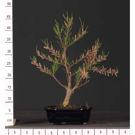 image supplémentaire - TAMARISK 1-4