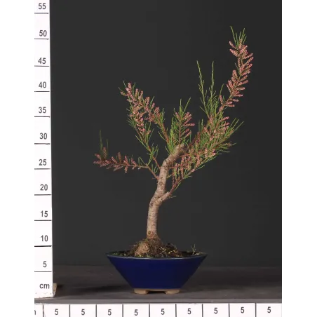 image supplémentaire - TAMARISK 1-7