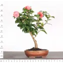 Camellia japonica 1-1