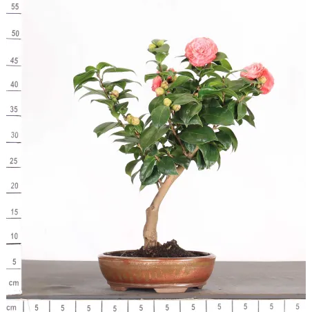 image supplémentaire - Camellia japonica 1-1