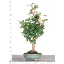 Camellia japonica 1-2
