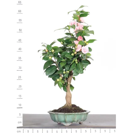 image supplémentaire - Camellia japonica 1-2
