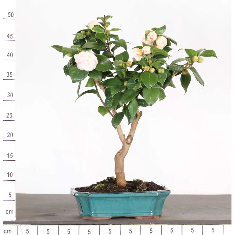 Bonsai Camellia Japonica
