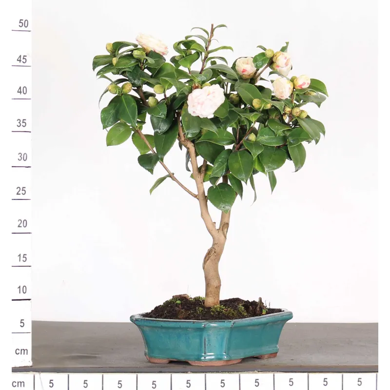image supplémentaire - Camellia japonica 1-3