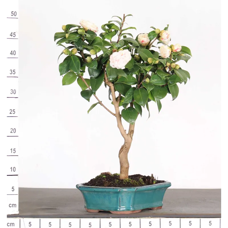 Huile De Camélia Japonaise Pour L'entretien Des Outils De Jardin Et Pots à Bonsaï - Got-Bonsai?