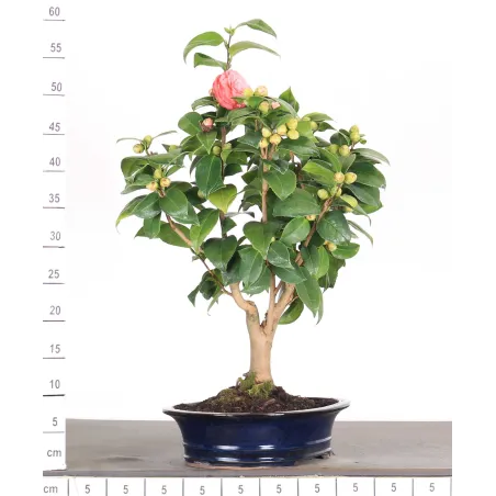 image supplémentaire - Camellia japonica 1-5