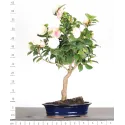Camellia japonica 1-6