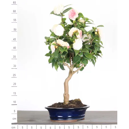image supplémentaire - Camellia japonica 1-6