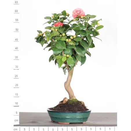 image supplémentaire - Camellia japonica 1-8