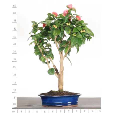 image supplémentaire - Camellia japonica 1-9
