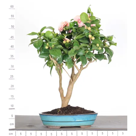 image supplémentaire - Camellia japonica 1-10