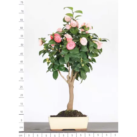 Camellia japonica 1-11