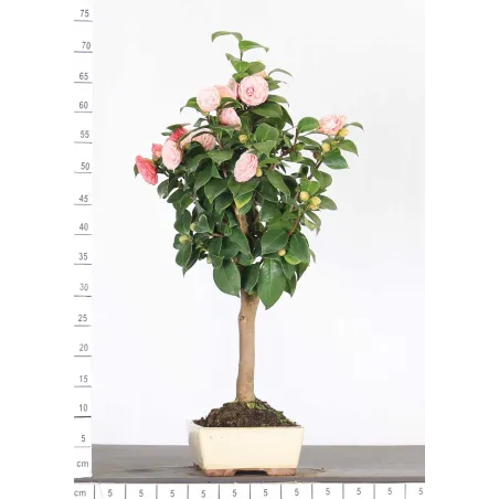 image supplémentaire - Camellia japonica 1-11