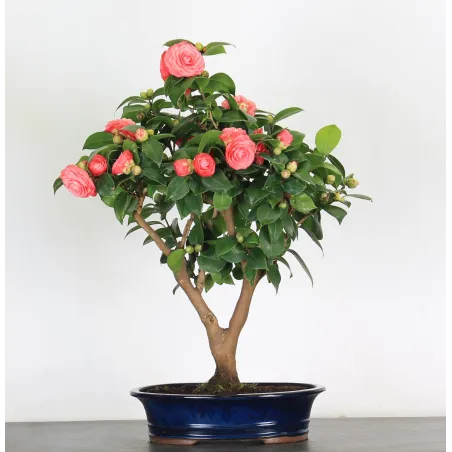 Bonsai Camellia Japonica