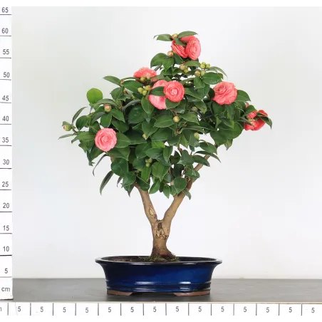 image supplémentaire - Camellia japonica 2-3
