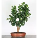 Camellia japonica 2-4