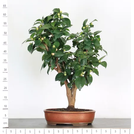 image supplémentaire - Camellia japonica 2-4