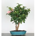 Camellia japonica 2-5