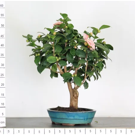 image supplémentaire - Camellia japonica 2-5