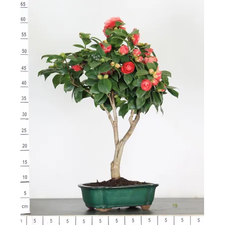image supplémentaire - Camellia japonica 2-6