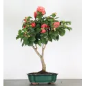 Camellia japonica 2-6