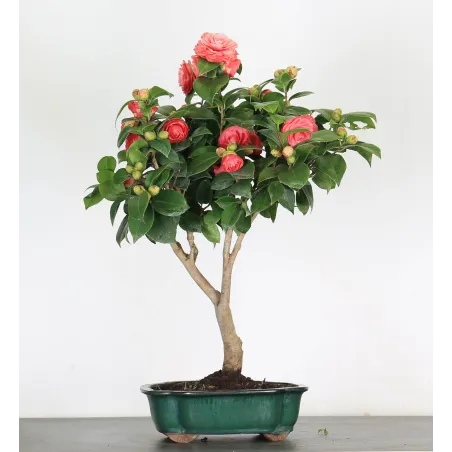 Camellia japonica 2-6