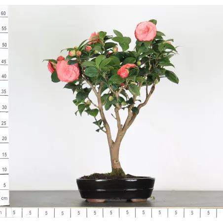 image supplémentaire - Camellia japonica 2-7