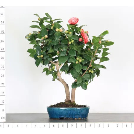 image supplémentaire - Camellia japonica 2-8