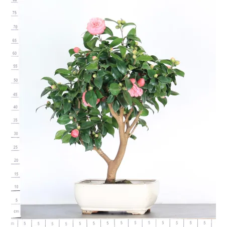 image supplémentaire - Camellia japonica 3-1