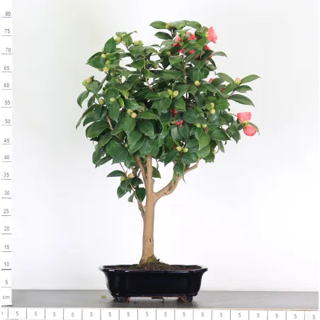 image supplémentaire - Camellia japonica 3-2