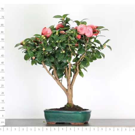 image supplémentaire - Camellia japonica 3-3