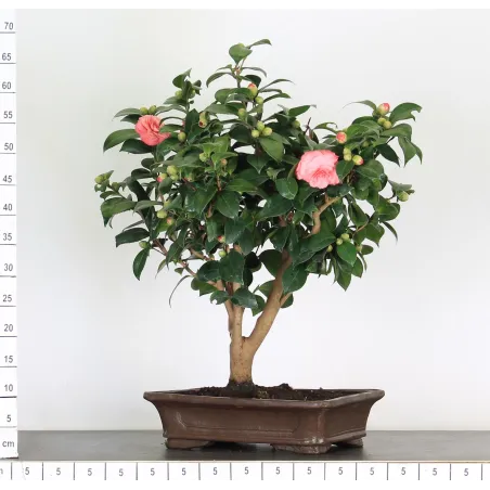 image supplémentaire - Camellia japonica 3-4