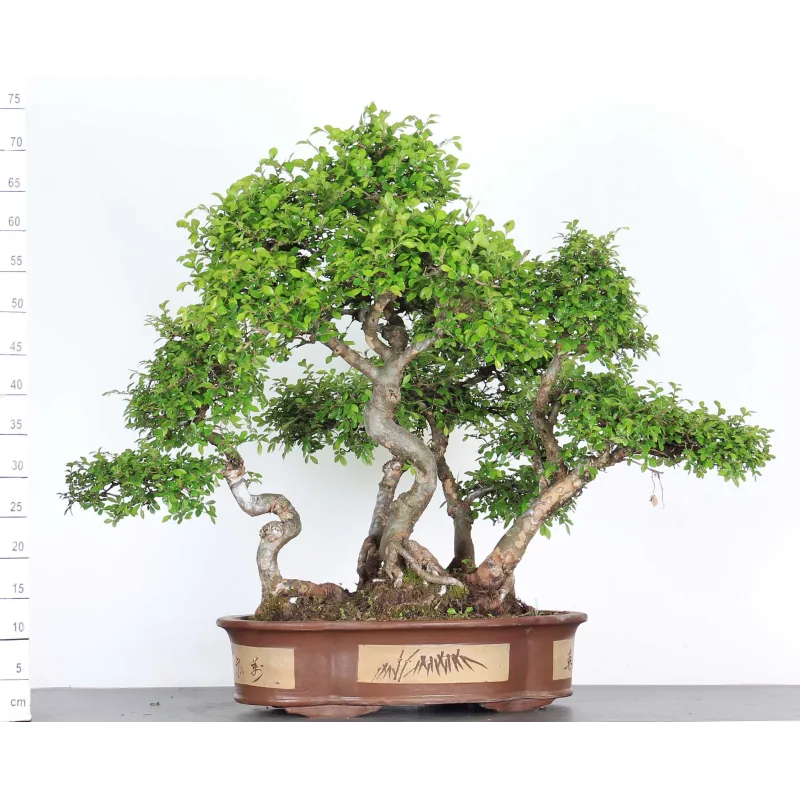 Bonsai Orme de Chine OR51