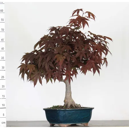 Bonsai Maple Atropurpureum AA-1-12