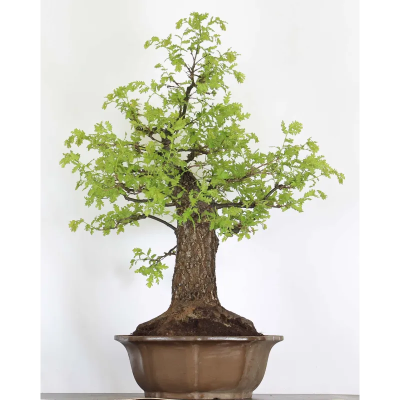 Bonsaï chêne pédonculé (Quercus Robur) CHR-4-1