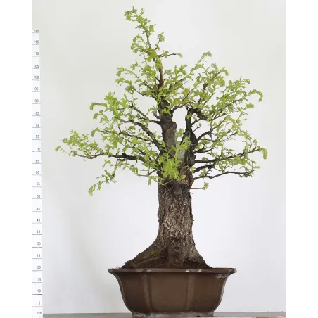 Bonsaï chêne pédonculé (Quercus Robur) CHR-4-2