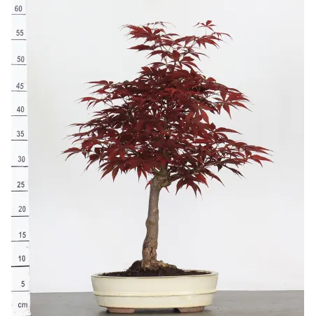Maple Bonsai Palmatum Atropurpureum AA-1-8
