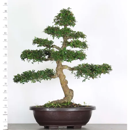 Bonsai Chinese Elm OR-5-4