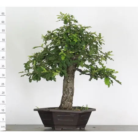 Bonsaï chêne pédonculé (Quercus Robur) 20 ans CHR-1-3