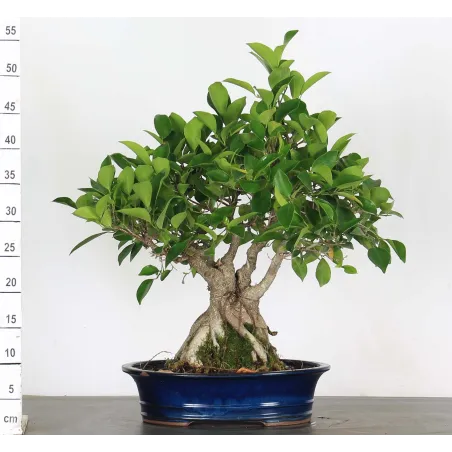 Bonsai Ficus Retusa FIR-1-5, 15 years old