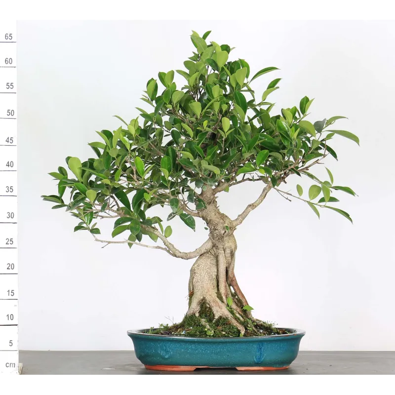 Bonsai Ficus Retusa FIR-2-1, 20 years old