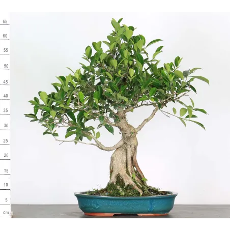 Bonsai Ficus Retusa FIR-2-1, 20 ans