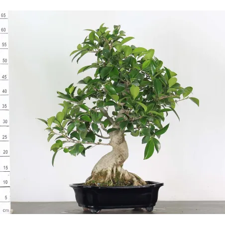 Bonsai Ficus Retusa FIR-2-2, 20 ans