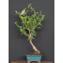 HIBISCUS 1-8