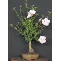 HIBISCUS 1-9