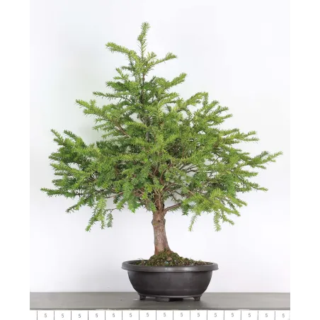 image supplémentaire - IF "Taxus baccata" 1-4
