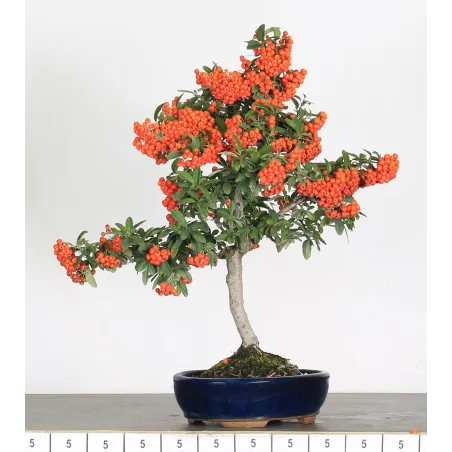 image supplémentaire - PYRACANTHA 1-9