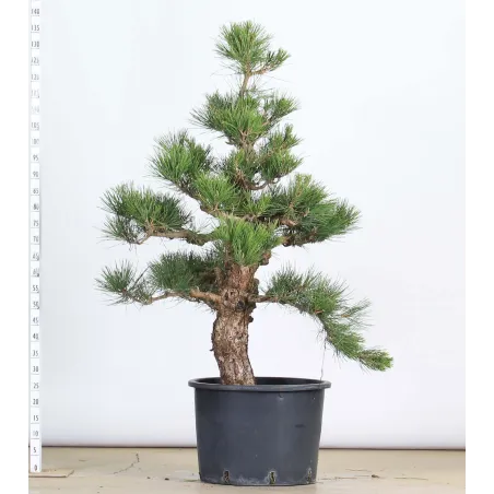 image supplémentaire - PINUS THUNBERGI JARDIN 1-7