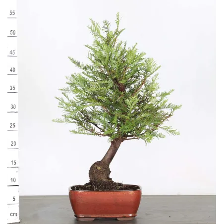 Sequoia Sempervirens Bonsai