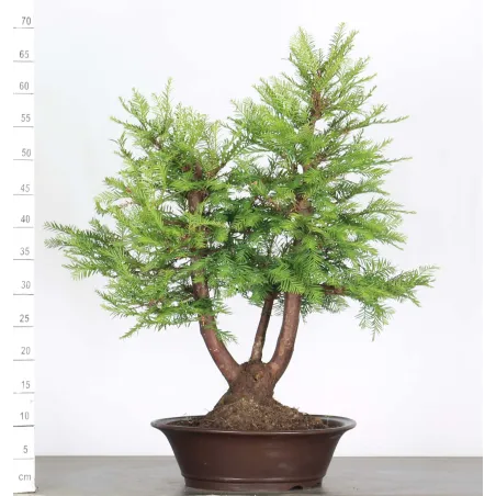 Sequoia Sempervirens Bonsai